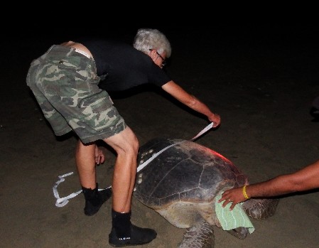Night patrol: measuring the carapace of a Green Turtle Measuring the carapace of a female Green Turtle