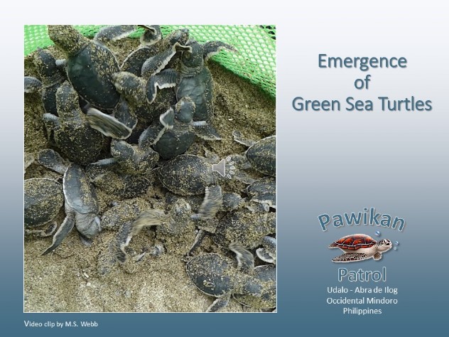 Cover photo for video of emerging green turtles babies 