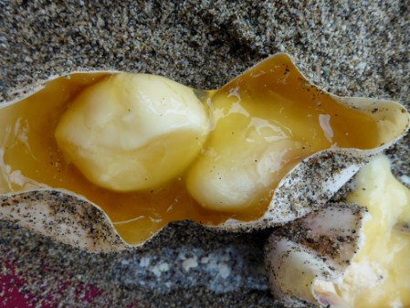 Undeveloped sea turtle egg with double egg yolk  An undeveloped sea turtle egg containing a double egg yolk