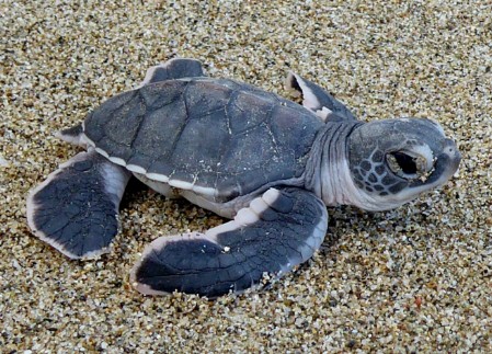 Close-up of a Green Sea Turtle hatchling on the beach. 