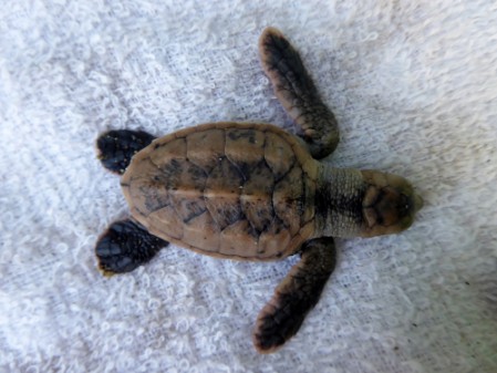 Hawksbill Sea Turtle hatchling Top view of a Hawksbill Sea Turtle hatchling