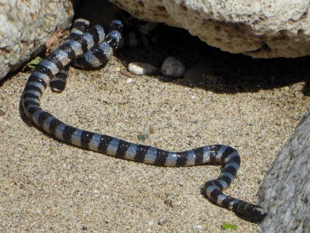 Brown-lipped Sea Krait (Lauticauda lauticaudata)