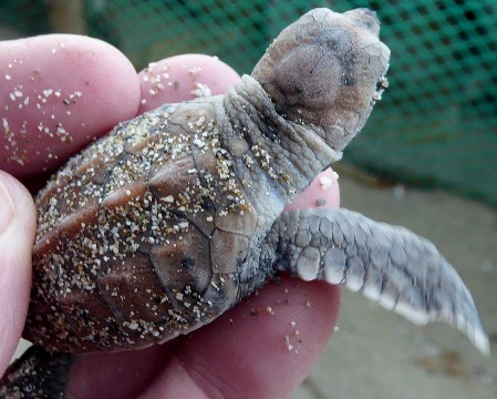 Examination of a Hawksbill hatchling before release Holding a Hawksbill hatchling for examination before release