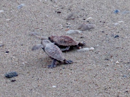 Hwksbill hatchlings racing to the sea Two lively Hawksbill hatchlings racing to the sea