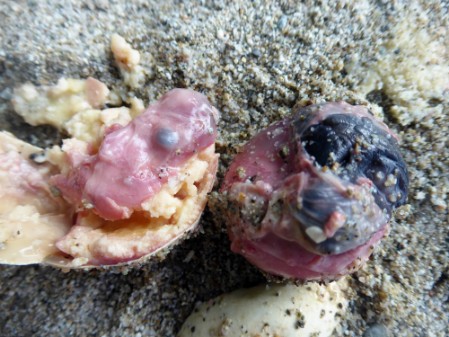 Underdeveloped sea turtle embryo showing signs of parasites Close-up of a sea turtle embryo with possibly parasitic infection