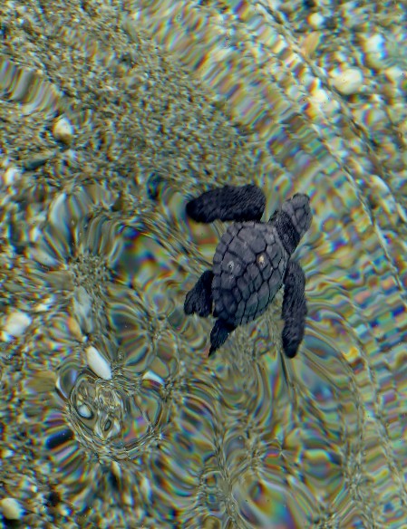 Olive Ridley sea turtle hatchling swimming in clear water.