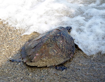 Hawksbill Sea Turtle (adult) An adult Hawksbill Sea Turtle entering the surf