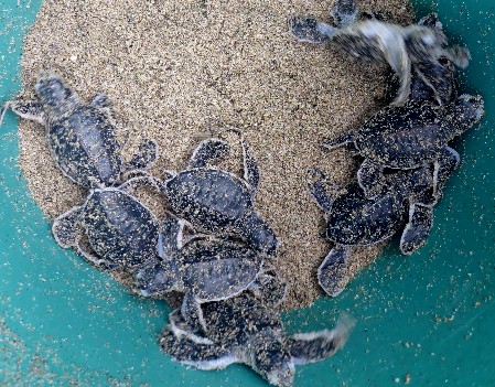 Green Turtle hatchlings in bucket Green Turtle hatchlings in a bucket, ready for release