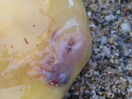 Egg yolk with an underdeveloped sea turtle embryo An underdevloped sea turtle embryo attched to the egg yolk