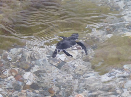 Green Sea Turtle baby swimming in the sea A Green Sea Turtle baby is swimming in the sea