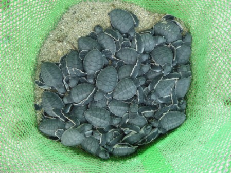 A batch of Green Turtle hatchlings after emergence A batch of Green Turtles have emerged to the nest surface