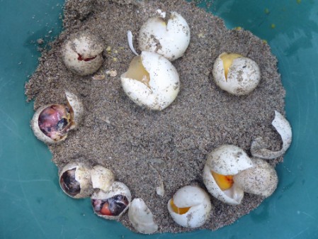Remains of an excavated sea turtle nest Un- and underdeveloped egg remains from a cleared sea turtle nest