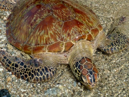 Green Sea Turtle (sub-adult) Head and carapace of a sub-adult Green Turtle showing the beautiful pattern