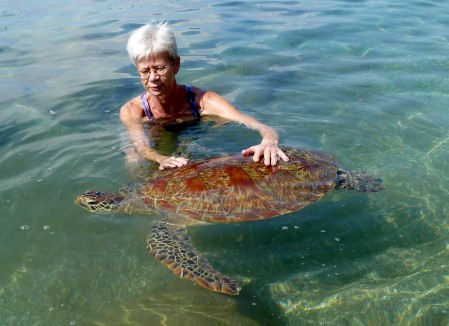 Releasing a Green Turtle after check-up A sub-adult Green Turtle is being released after being caught in a fishing net.