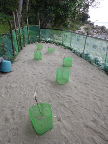 Six nest enclosures inside the hatchery