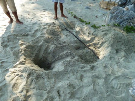 A sad sight: destroyed sea turtle nest with probing rod in evidence (2013) No eggs left - an empty sea turtle nest with the proding rod nearby.