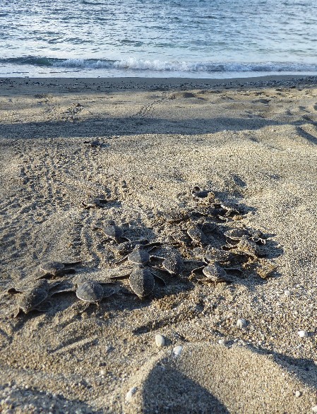 A group of Green Sea Turtle babies crawling across the beach to the ocean.