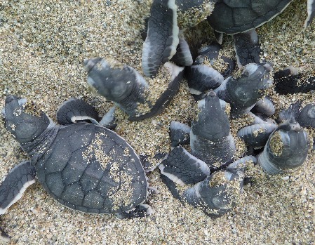 Green Turtle babies emerging from the nest A group of Green Turtle babies is emerging from the nest
