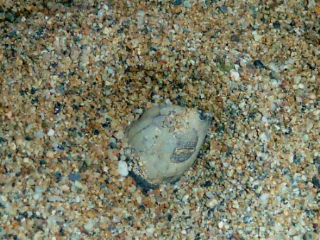 The first sea turtle emerging from the nest The head of the first emerging Olive Ridley hatchling is showing above the surface