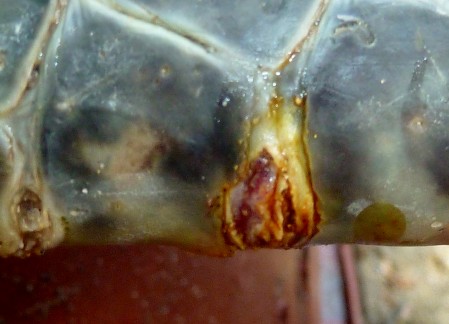 A small open wound on the flipper was treated with Betadine