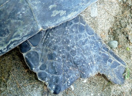 The right hind flipper is showing a deformed end, likely due to an old injury