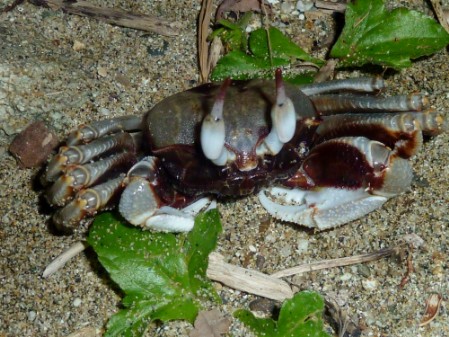 Horned Ghost (Ocypode ceratophthalmus)