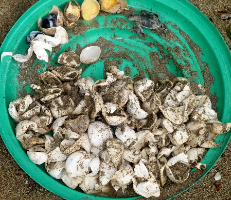 The remains of a cleared sea turtle nest The remains of a cleared sea turtle nest showing eggshells, un- and underdeveloped embryos