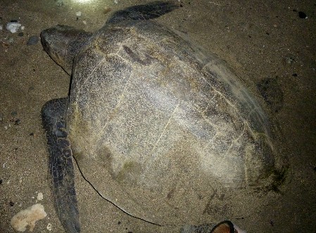 Olive Ridley Sea Turtle (adult female) A female Olive Ridley returning to the sea
