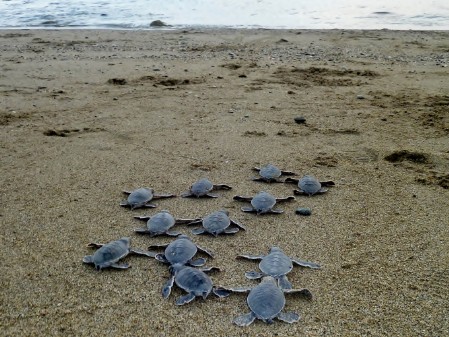 Green Turtle hatchlings racing towards the sea. A group of Green Turtle babies racing across the beach to reach the sea.