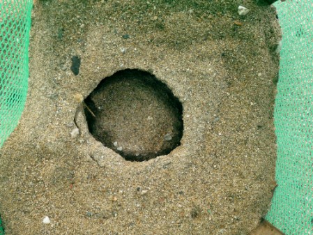 Collapsing of nest surface The nest surface has collapsed into the egg chamber
