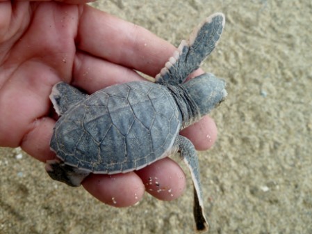 Green Sea Turtle hatchling Hand holding a Green Sea Turtle baby before release