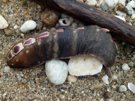 Chiton (Cryptoplax larvaeformis)