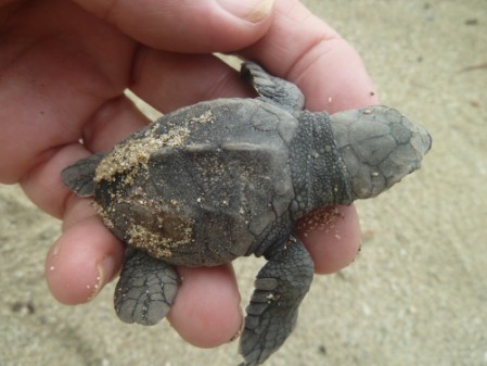 Olive Ridley Sea Turtle hatchling Hand holding an Olive Ridley hatchling before release