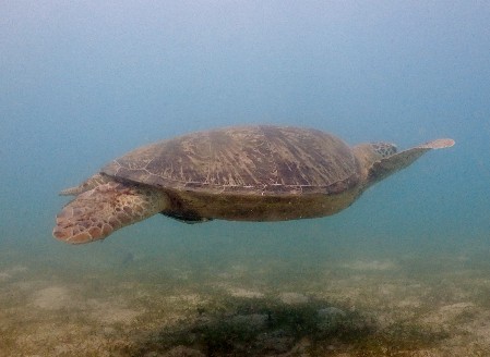 Green Turtle swimming above sea grass A swimming Green Turtle