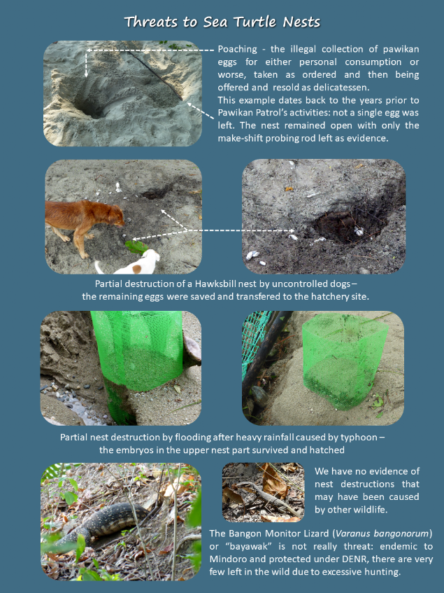 Examples for destruction of sea turtle nest by man, preditors and rainfall