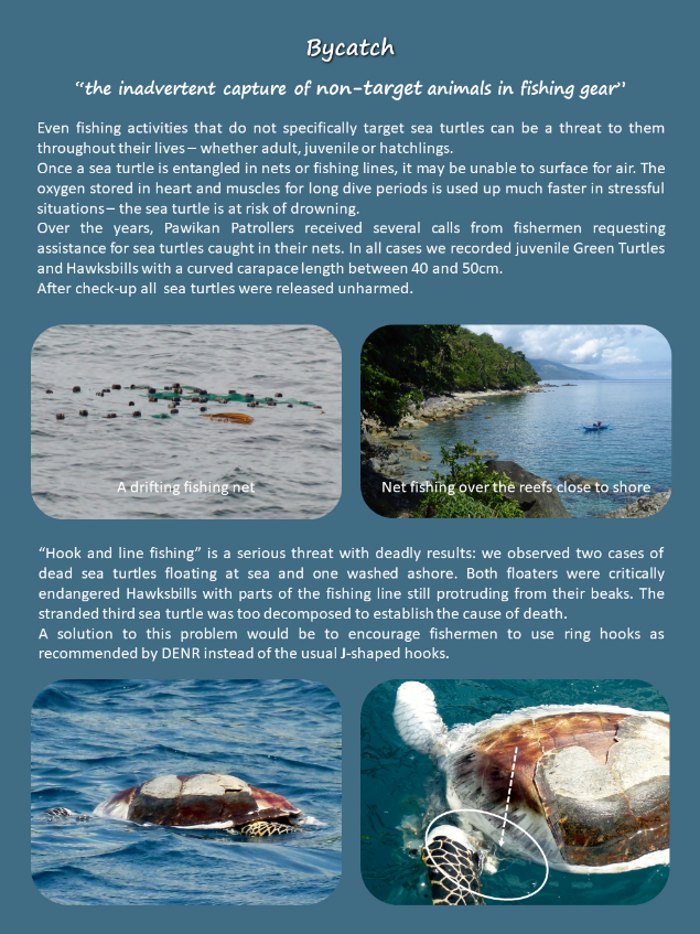Examples for inadvertent capture of non-target animals in fishing gear